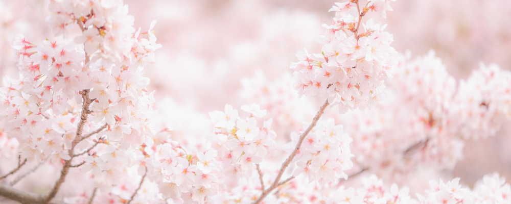 桜をまとう春、記憶と香りを味わう